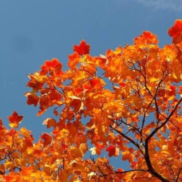 Meditation for Stress and Anxiety